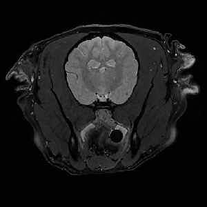 cochlea3dpd.gif