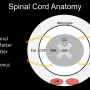 spinalcordanatomyslide.png