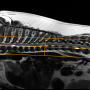 dorplanthoracic.png